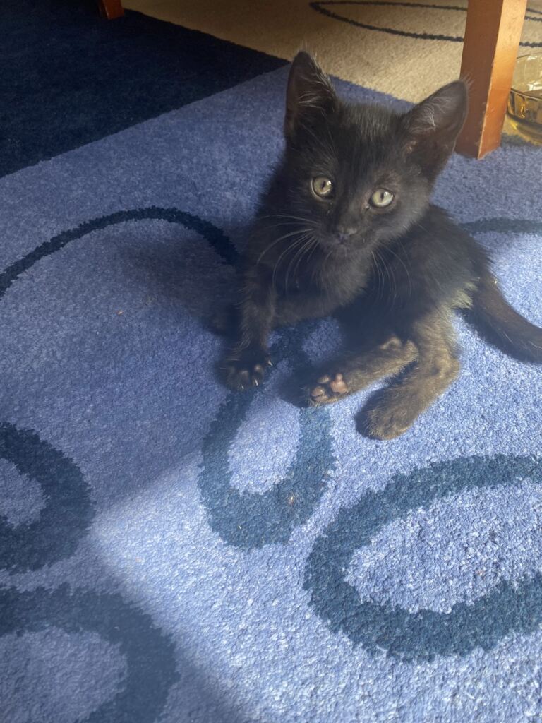 Черна котка Филип